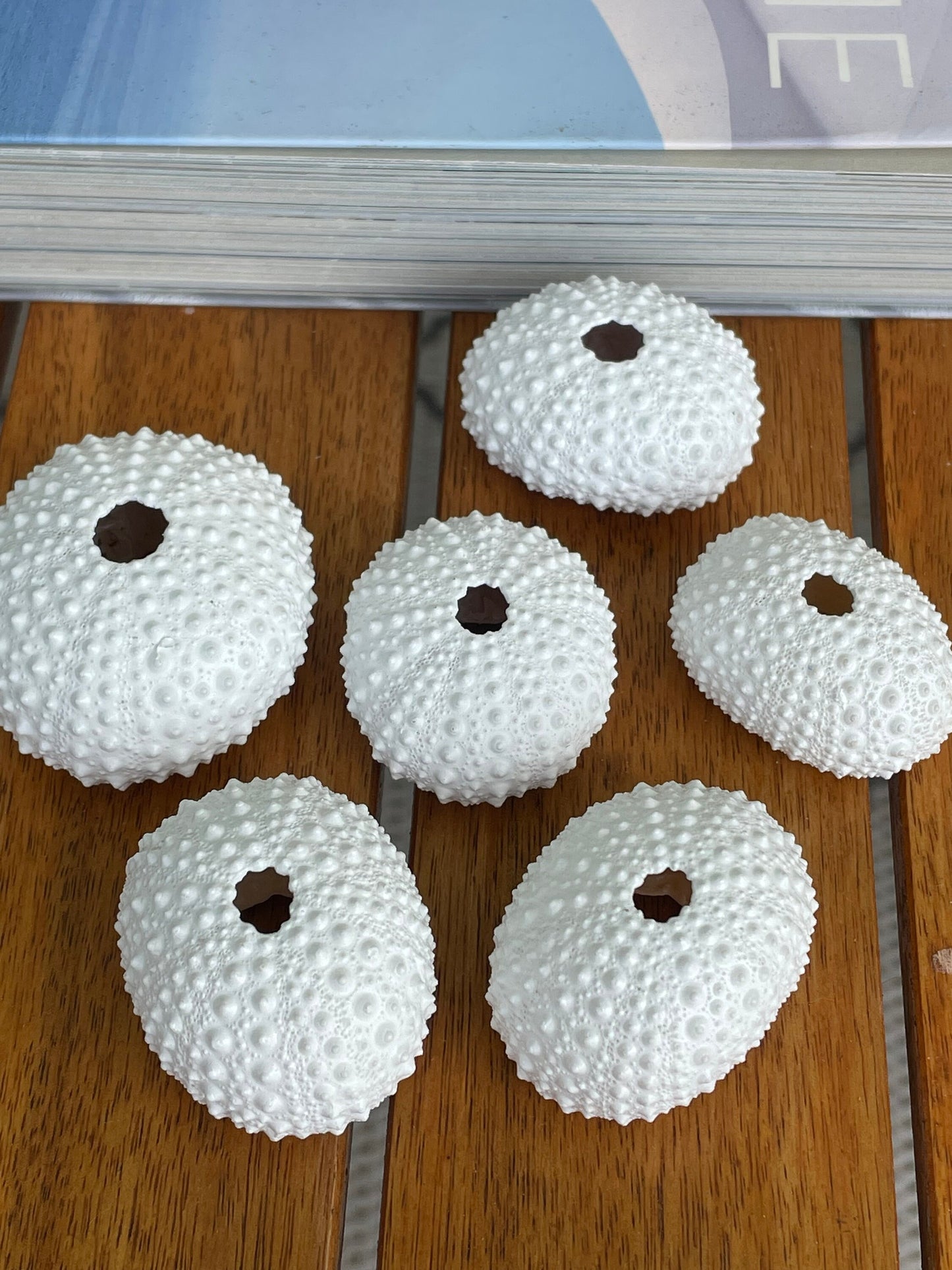 Matte White Sea Urchin Shells 1-2", *You Choose Quantity* Beachy Coastal Décor