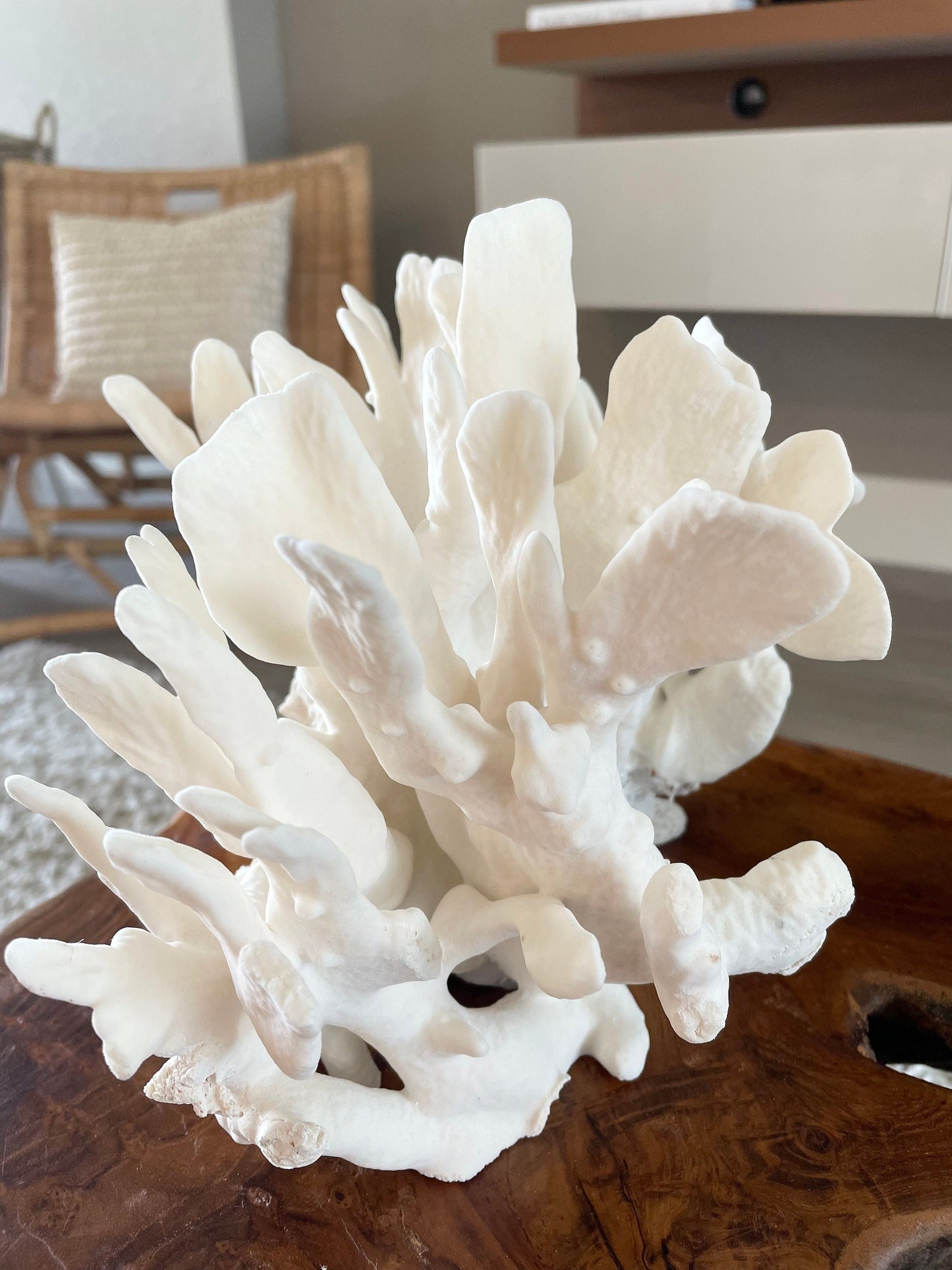 CACTUS CORAL White All Sizes Authentic Natural Real Sea Fossil Coastal Décor Ocean Beach House Organic Sustainable Nature Art Aquarium