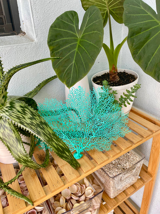 Aqua Sea Fan (8-20") *You Choose Size* Natural Hand Painted Coastal Décor