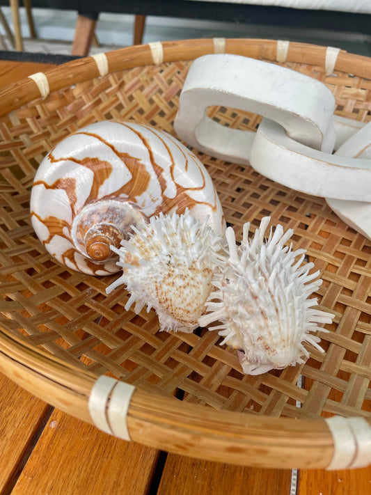 PACIFIC SPINY OYSTER Shells *All Sizes* White Paired Craft Display Seashell