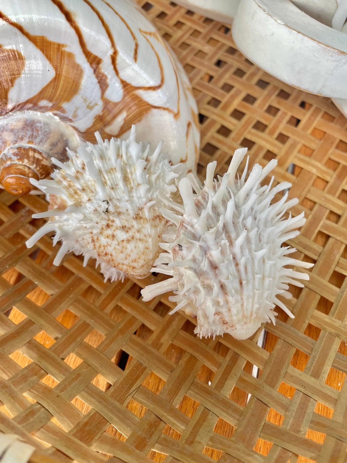 PACIFIC SPINY OYSTER Shells *All Sizes* White Paired Craft Display Seashell