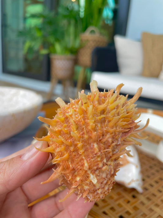 PACIFIC SPINY OYSTER Matching Pairs Shells *All Sizes* Yellow/Orange Paired Clams Seashell Beach Home Décor Spondylus