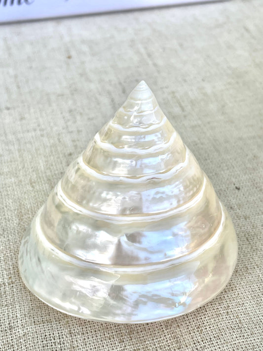 PEARLED TROCHUS SHELLS *All Sizes* Natural Irredescent Display Pyramid Top Seashells