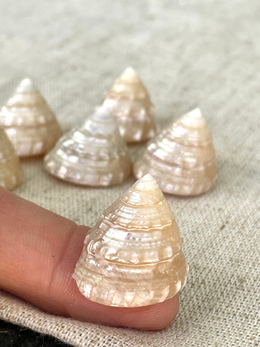 PEARLIZED TOP SHELLS Large 1.25-1.75" *You Choose Quantity* Champagne Light Beige Craft Seashells