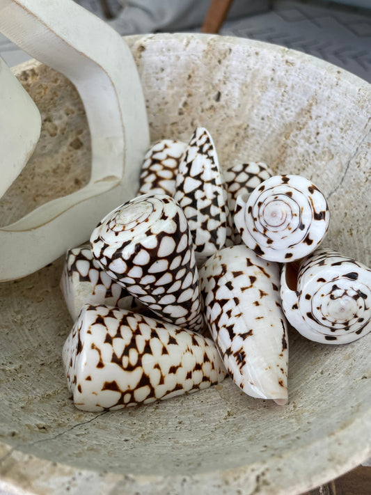 MARBLE CONE SHELLS *All Sizes* Natural White Brown Spots Conus Marmoreus Modern Seashell