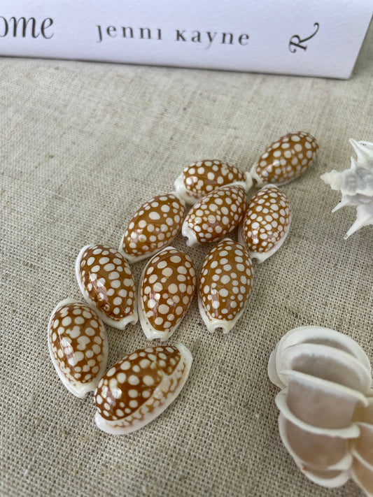 SIEVE COWRIE SHELL *All Sizes* Rare Brown White Spotted Cowry Display Craft Seashell