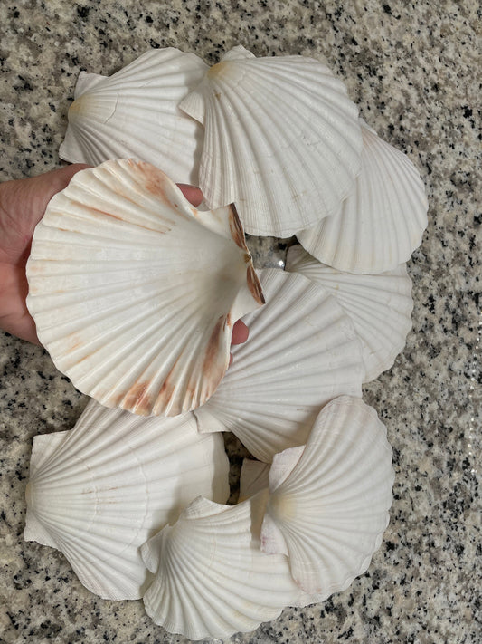 XL Irish Scallop Seashell, 4-6", Beach Wedding Decor