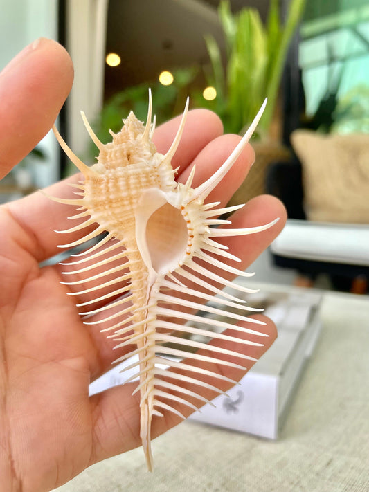 Venus Comb Seashell, Spikey Murex Shell *All Sizes* Coastal Home Décor