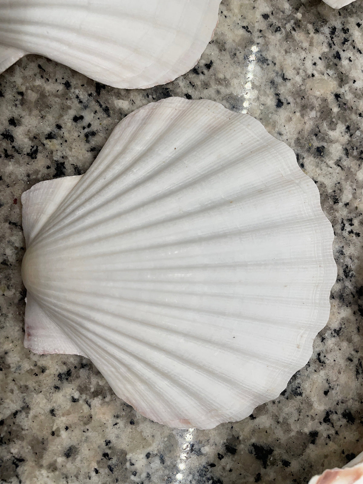 IRISH SCALLOP SEASHELLS 4-6" *You Choose Quantity* Beach Wedding Décor Shells