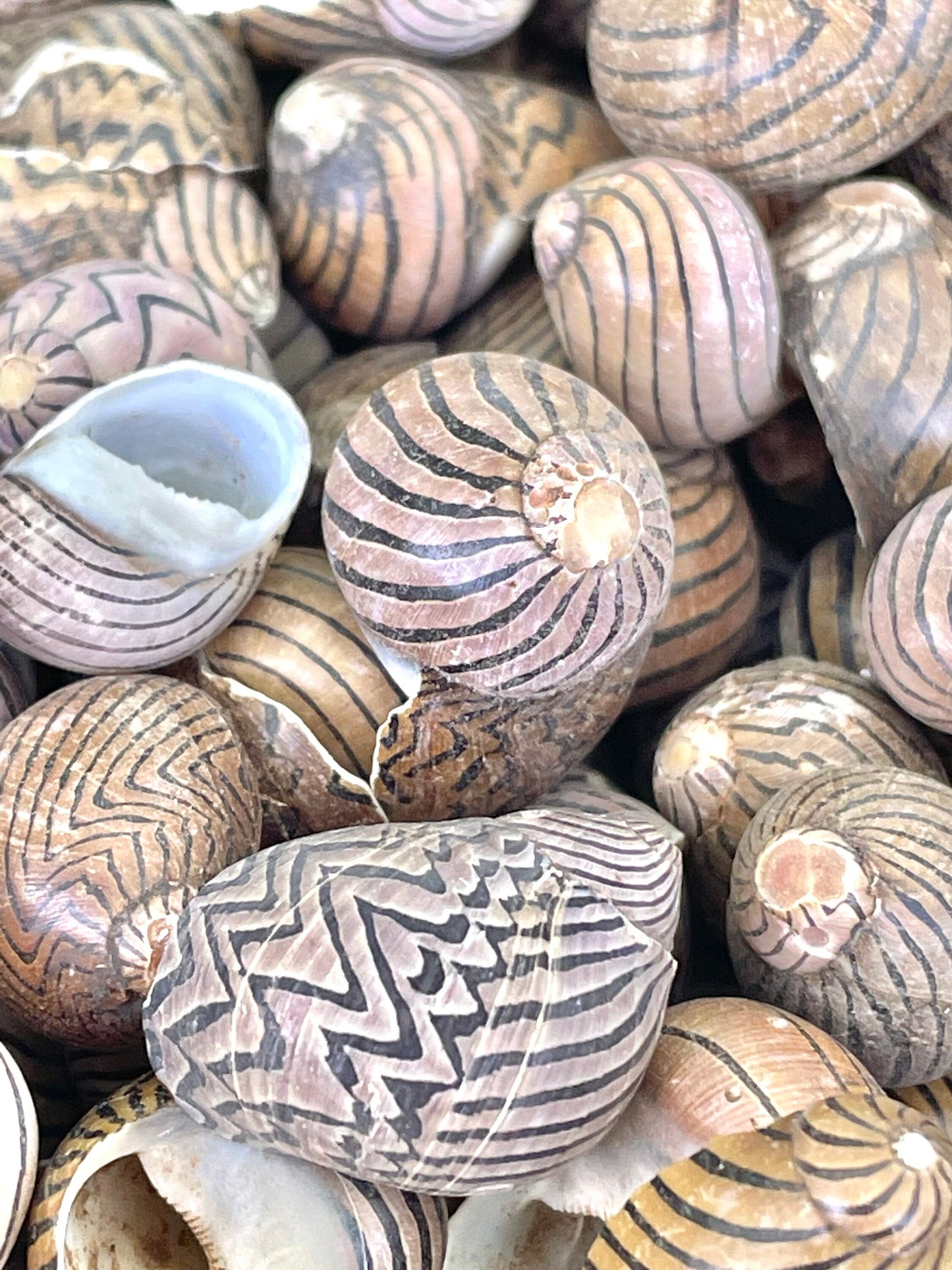 Zig Zag Nerite Shells 1/2"-3/4" *You Choose Quantity* Small Striped Craft Seashells Black Brown