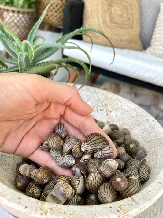ZIG ZAG NERITE Shells *You Choose Quantity* 1/2"-3/4" Natural Striped Black Brown Small Snail Craft Seashells Coastal Beach Home Décor
