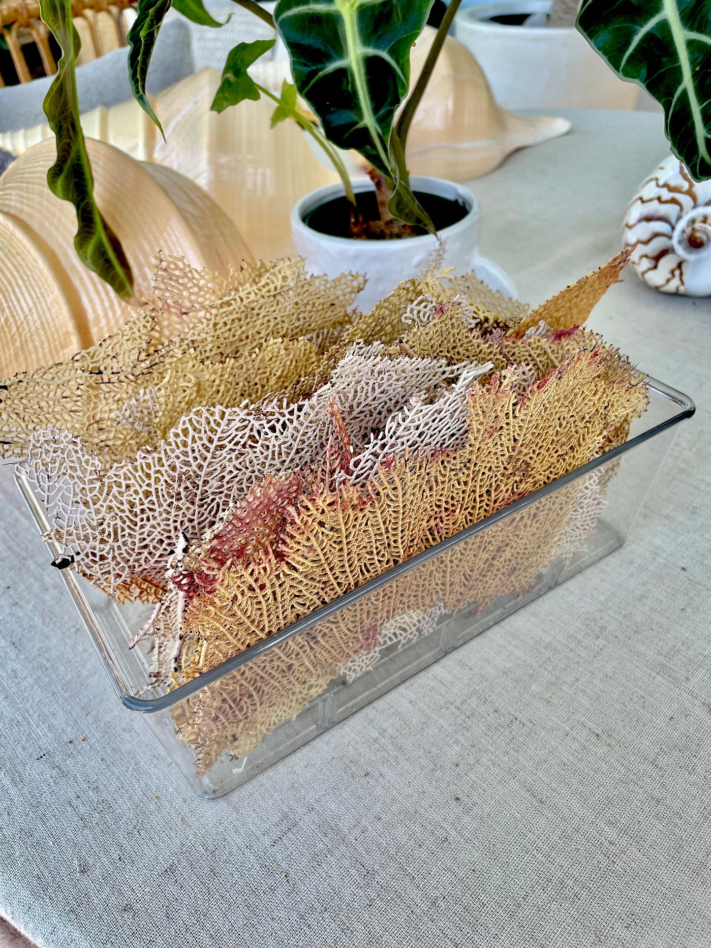 Real Natural Dried Sea Fan Pieces 4-6” Yellow beige Pink Color Beach Coastal Décor Decorative Crafts Art Bowl Filler