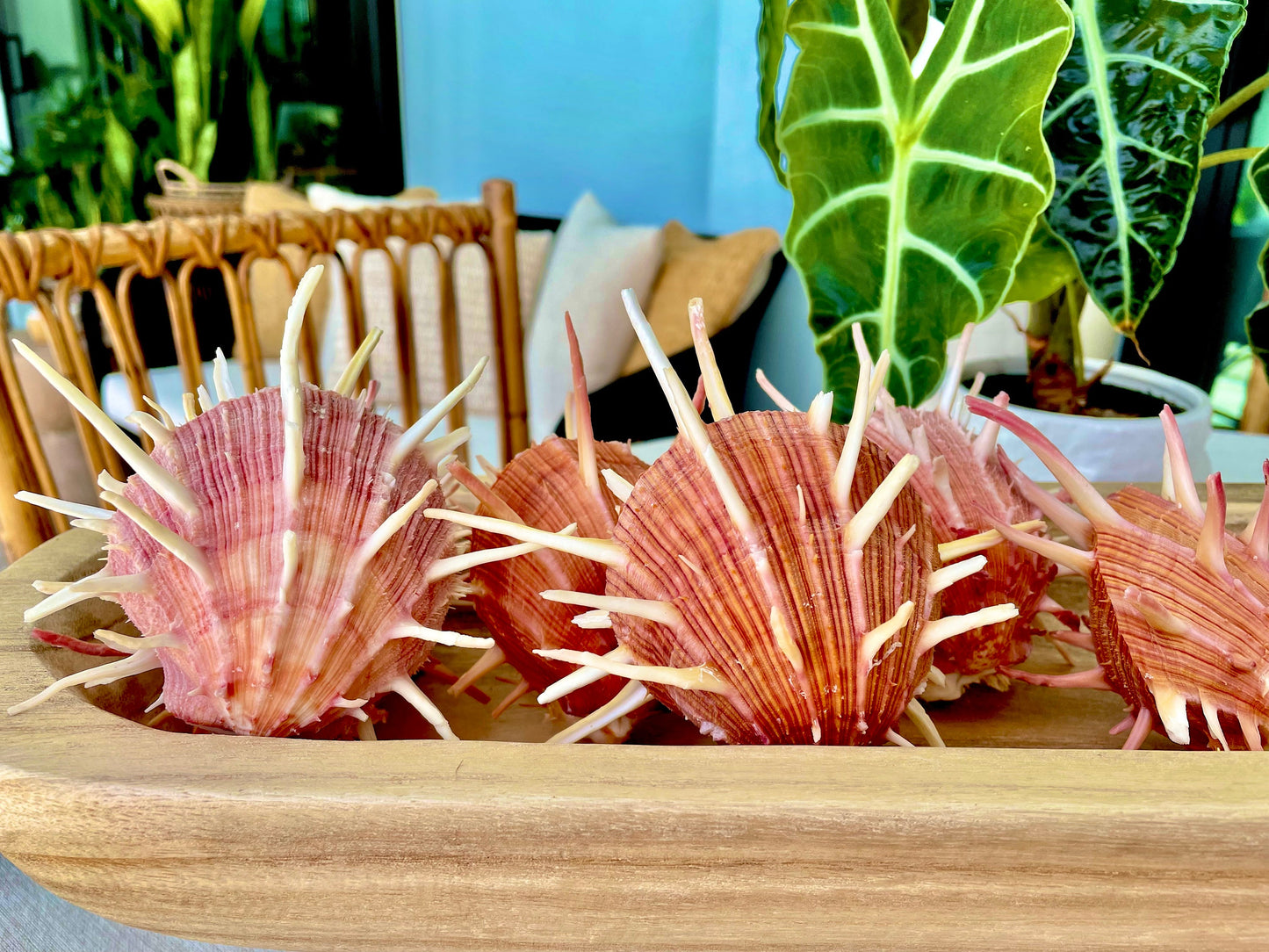 SPINY REGAL OYSTER Pairs *You Choose Size* Pink Orange Unique Display Seashell
