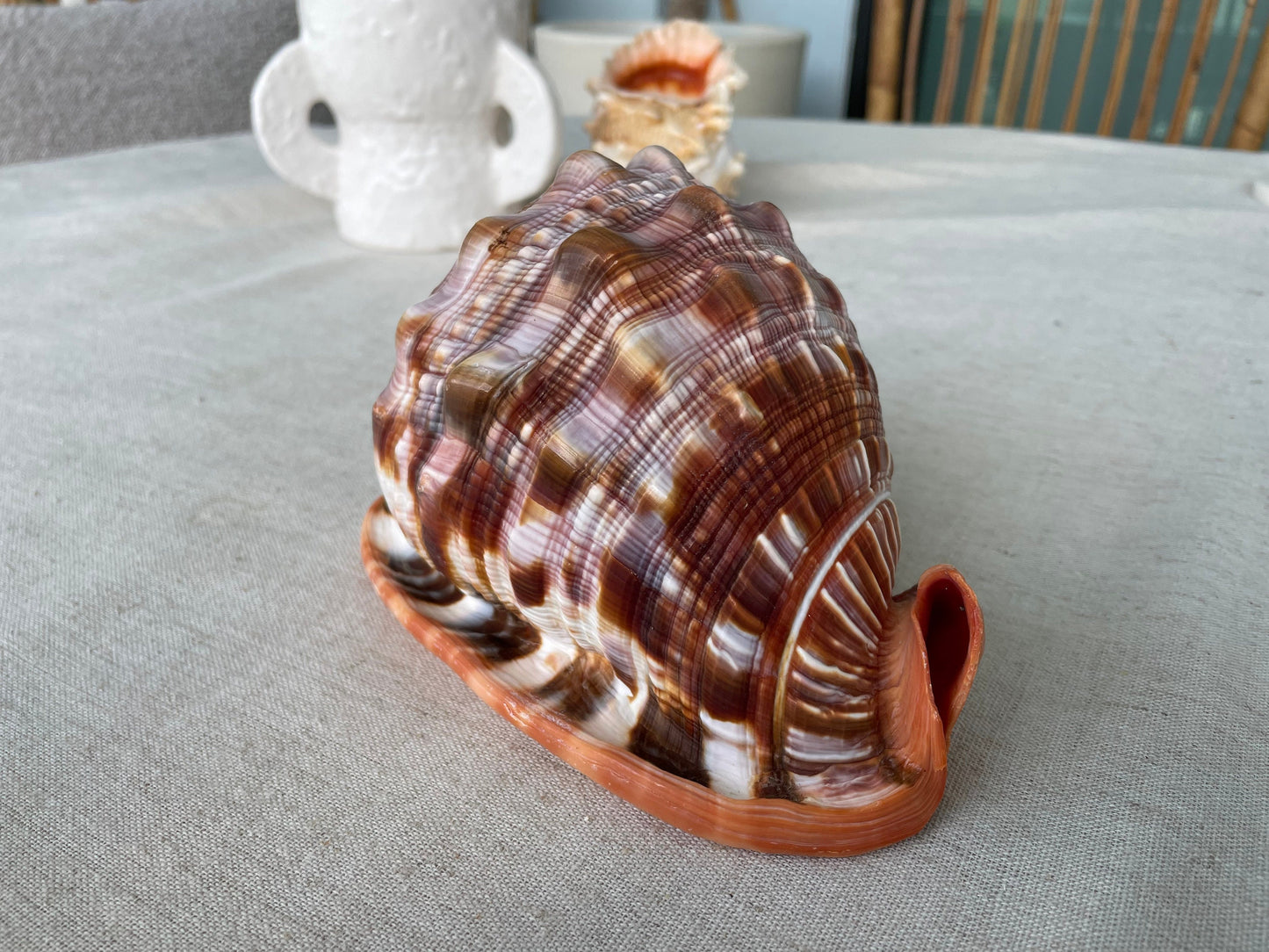 RED MOUTH CAMEO Bull Shell *All Sizes* Authentic Bright Color Display Helmet Seashell Beach Nautical Décor