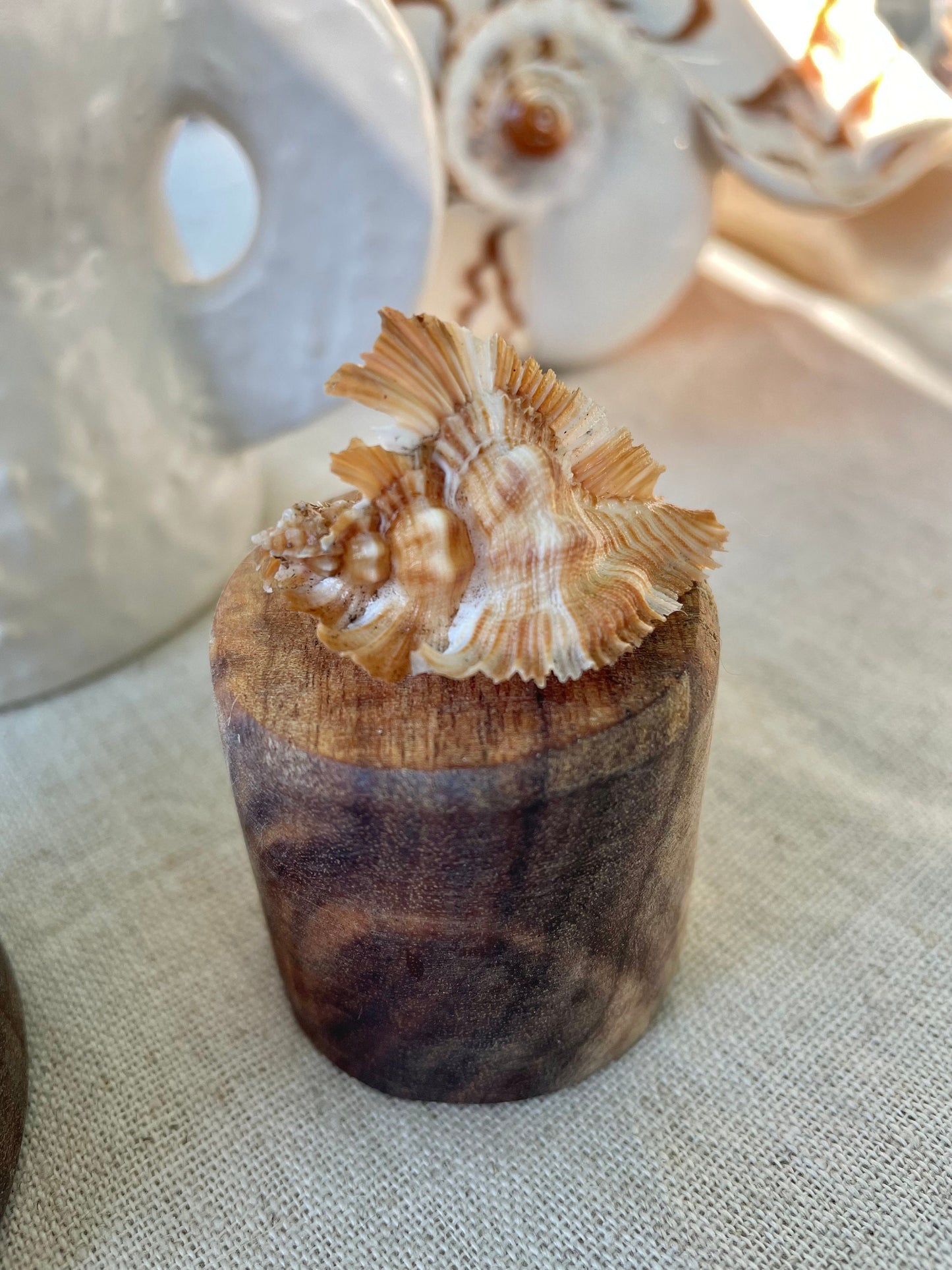 Miyoko Murex Shell: 1-2.25" *You Choose Size* Brown White Rare Display Shell