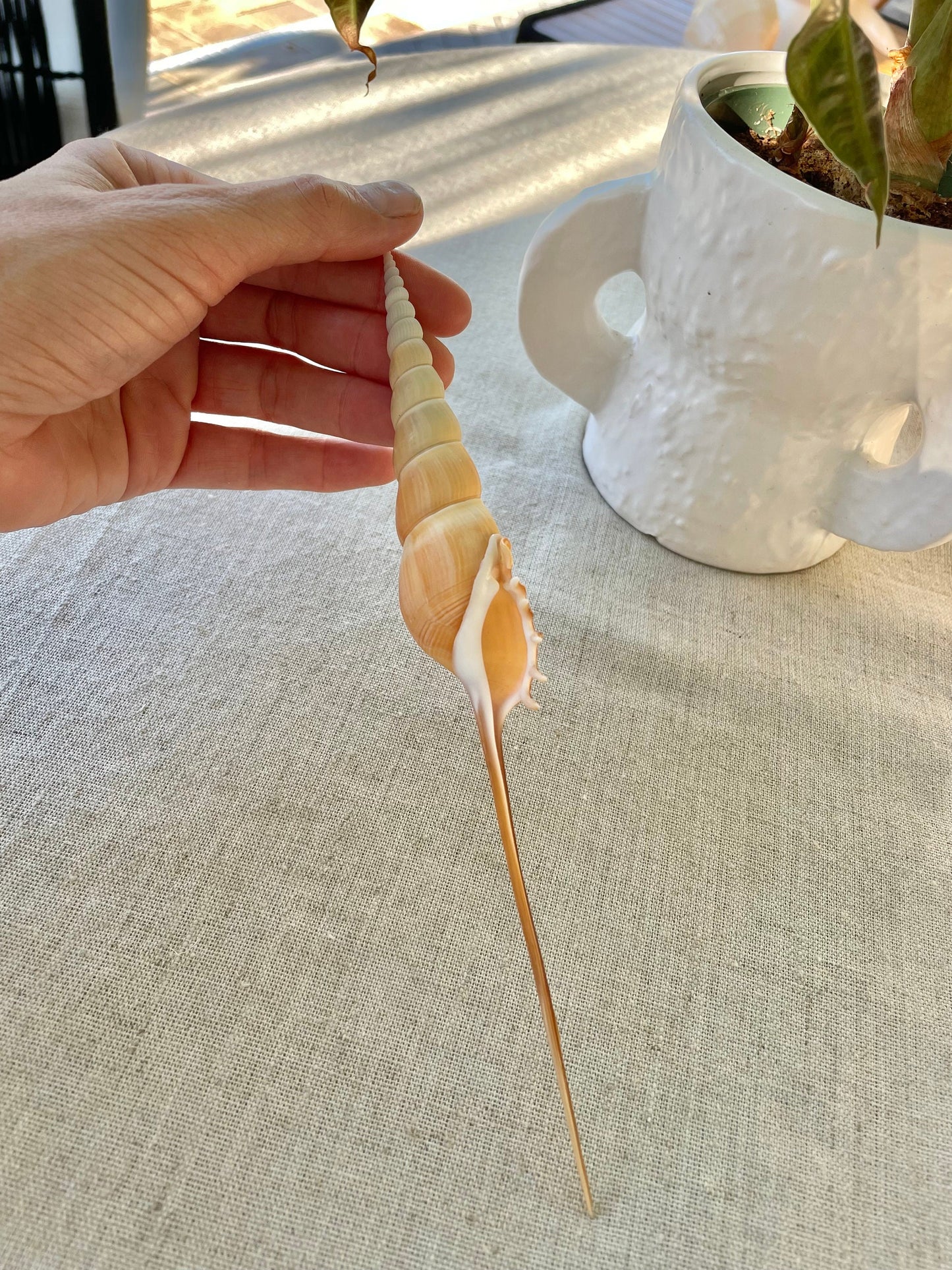 SHINBONE TIBIA Shells *All Sizes* Unique Collectors Seashells Coastal Décor