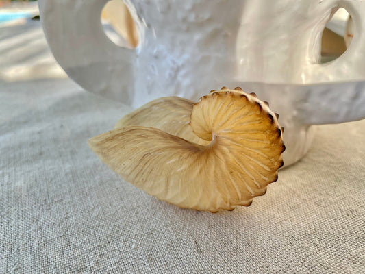 BROWN PAPER NAUTILUS Shell 2.5-3" Large Display Seashell Beach Nautical Décor Brown Argonaut