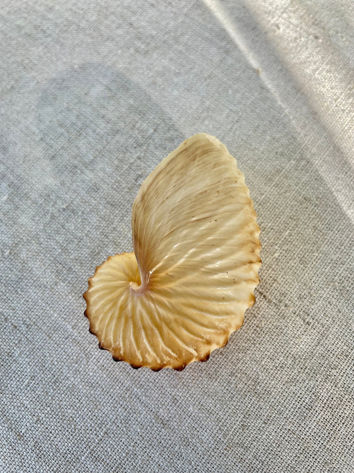 BROWN PAPER NAUTILUS Shell 2.5-3" X-Large Display Seashell Beach Nautical Décor Brown Argonaut