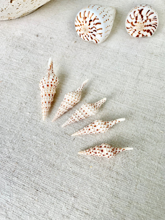 TURRIS BABYLONIA SHELLS 1.25-2.25" Long *You Choose Quantity* White Brown Spots Small Craft Shells