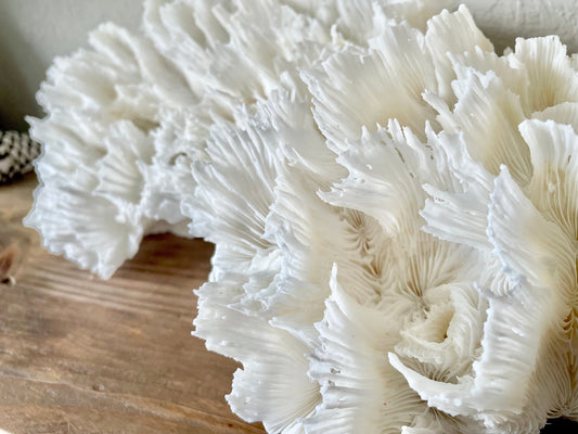 LETTUCE CORAL *All Sizes* Authentic Natural Real Sea Fossil White Coastal Décor