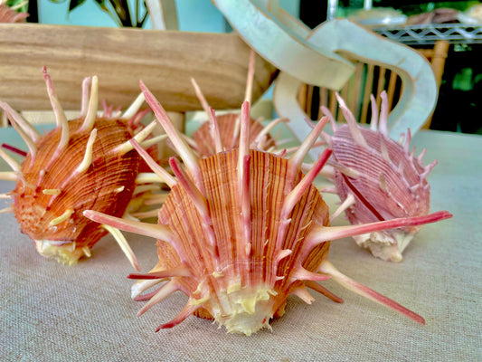 SPINY REGAL OYSTER Pairs: You Pick Size & Color, Pink Orange Display Seashell
