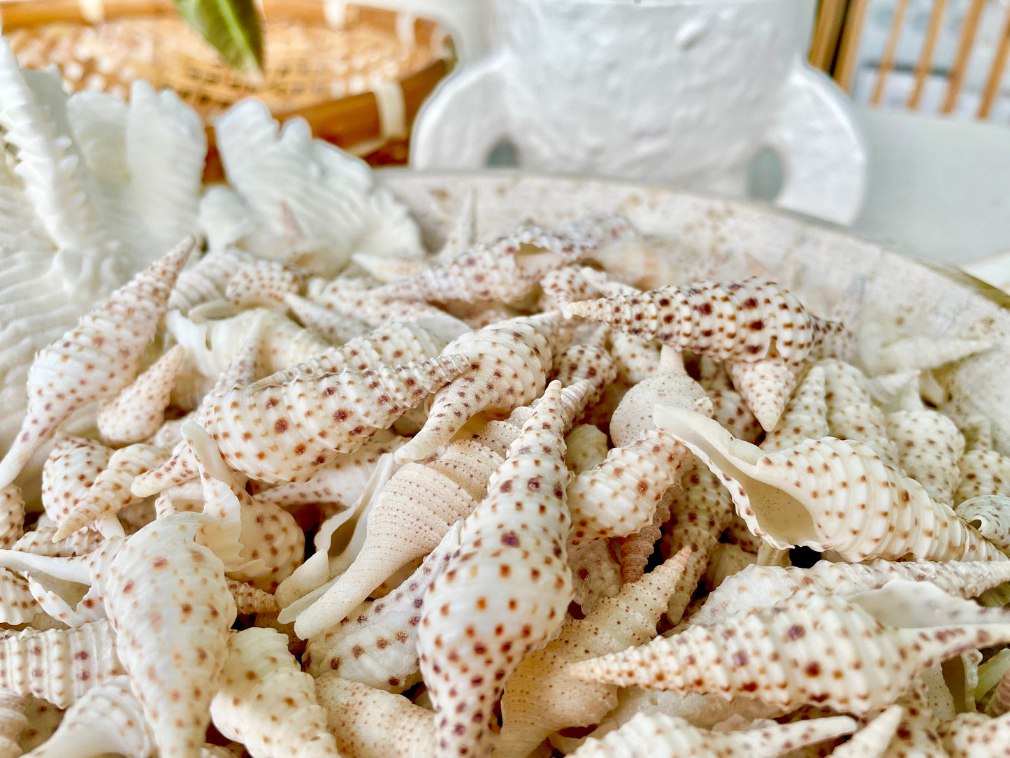 TURRIS BABYLONIA SHELLS 1.25-2.25" Long *You Choose Quantity* White Brown Spots Small Craft Shells