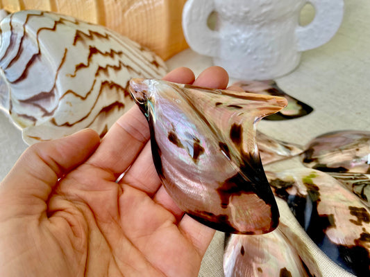 Brown Lip Mother of Pearl Polished Oyster Shell, 4-5" Wing Shaped Craft Seashell