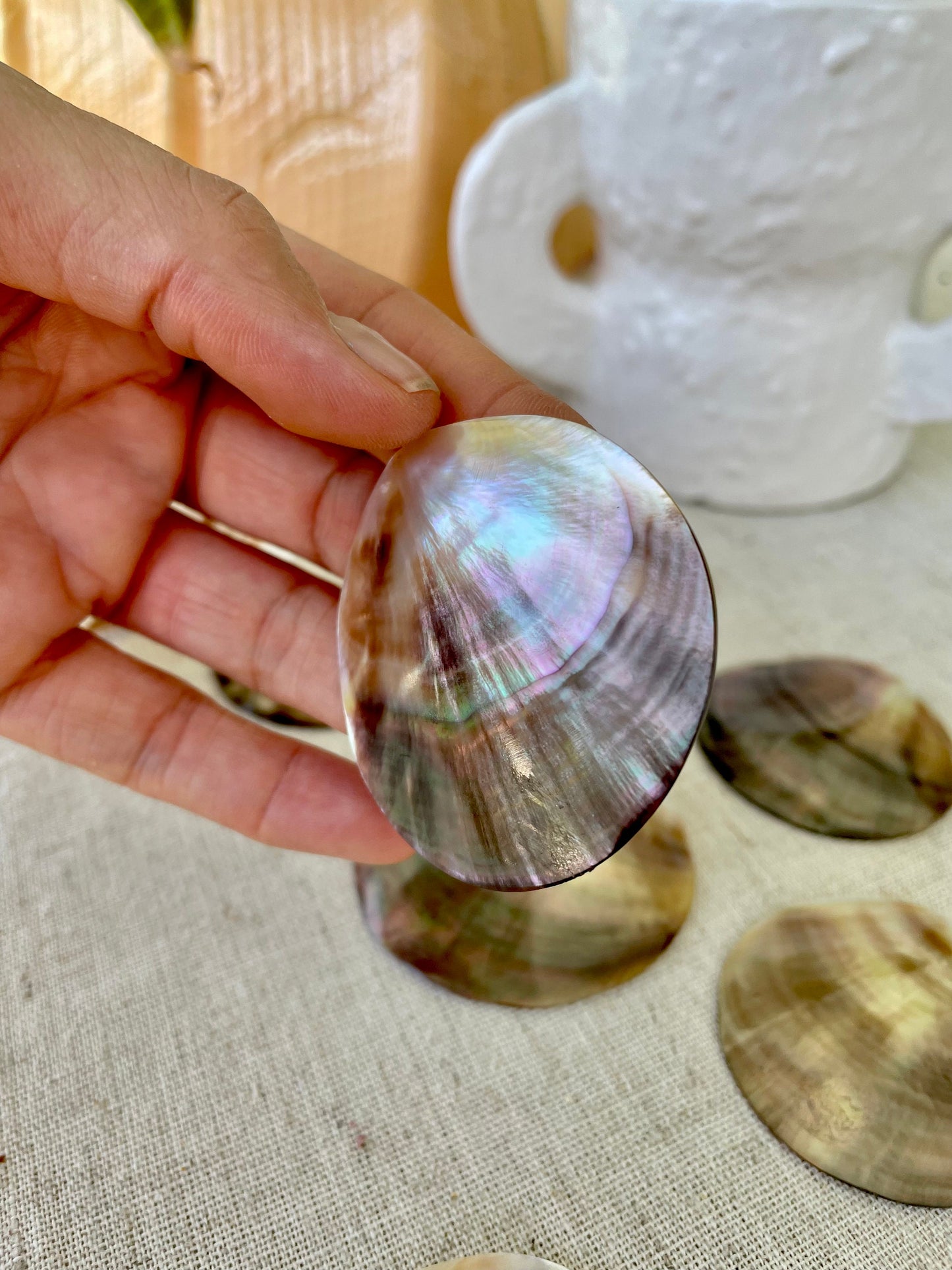 BROWN LIP ROUNDS Shells *Set of 3* Mother of Pearl Polished Oyster Half 1-1.5" Jewelry Craft Seashells