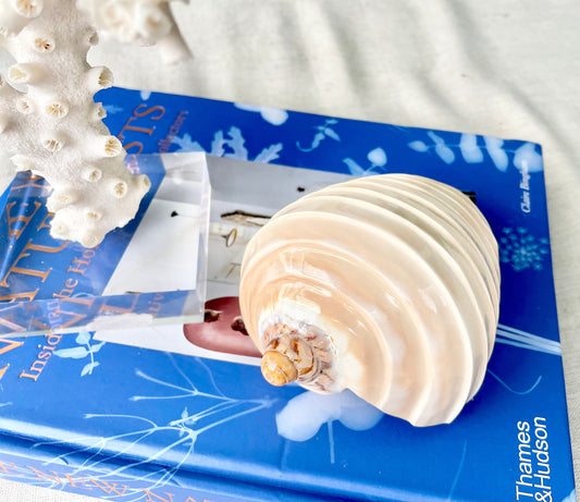 CARVED VOLUTE NOBILIS 5-6" Glossy Polished Conch Shell Peach Display Seashell Beach Nautical Décor