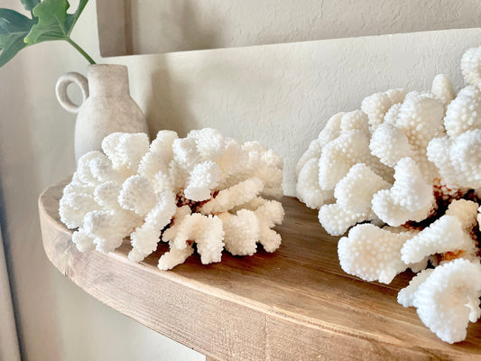 CLUSTER Coral White *All Sizes* Authentic Natural Real Sea Fossil Coastal Décor