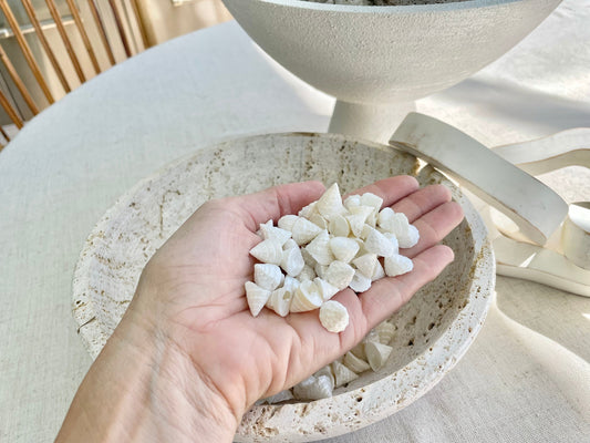 Pearlized Trochus Seashells 1/2 -3/4" Small Craft Shells Coastal Décor