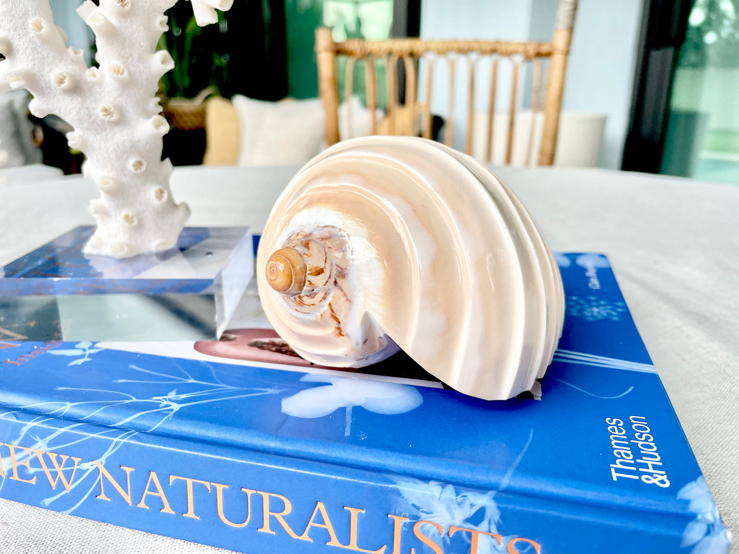 CARVED VOLUTE NOBILIS 5-6" Glossy Polished Conch Shell Peach Display Seashell Beach Nautical Décor