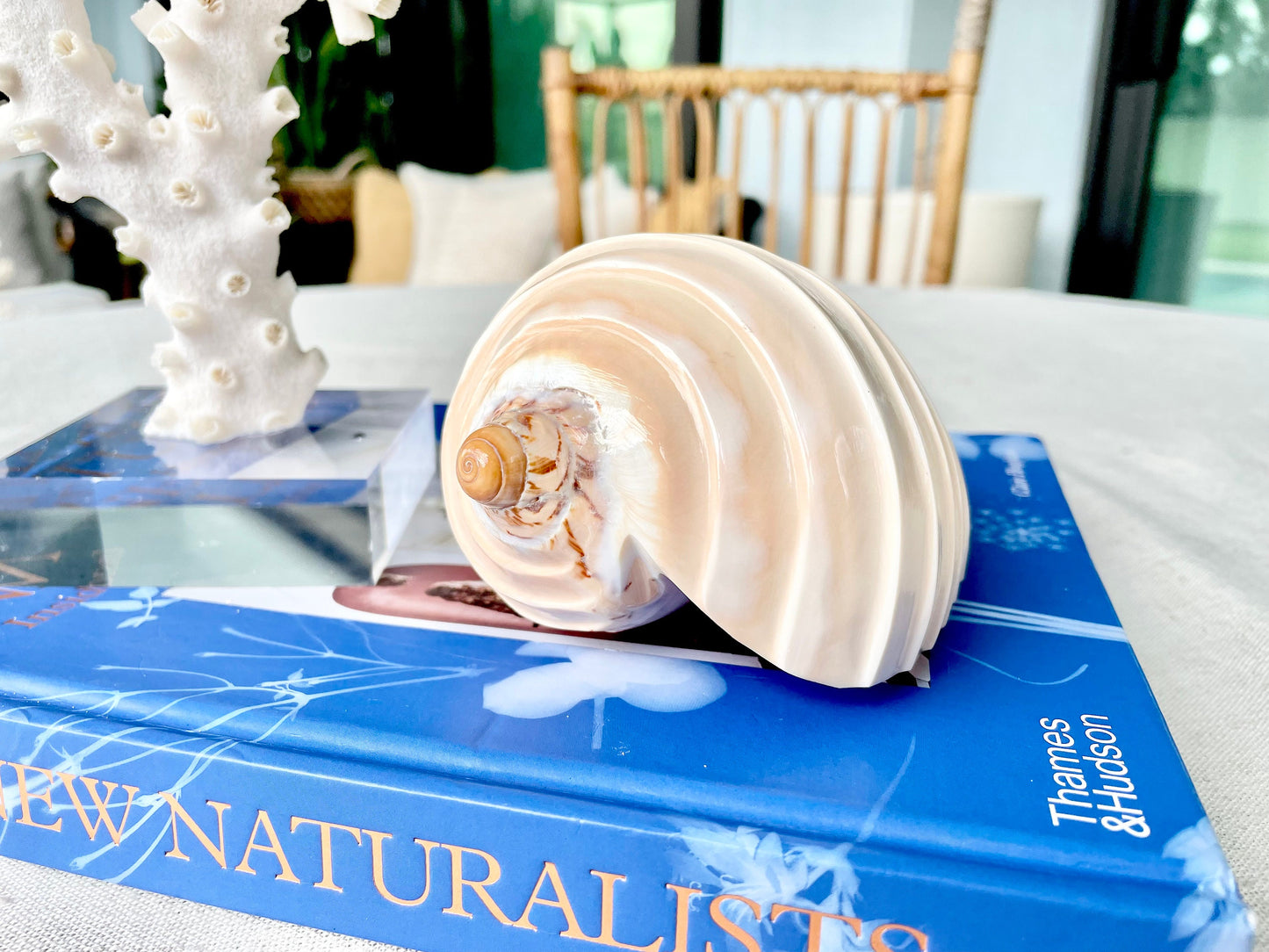 Polished Noble Volute: 4-5" Conch Shell, Carved Coastal Décor