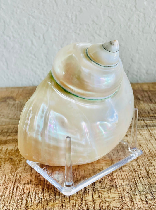 PEARLED TURBO SHELLS *All Sizes* Natural Irredescent Polished Seashell Hermit Crab Beach Décor