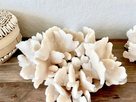 CACTUS CORAL Beige *All Sizes* Authentic Natural Real Sea Fossil Coastal Décor