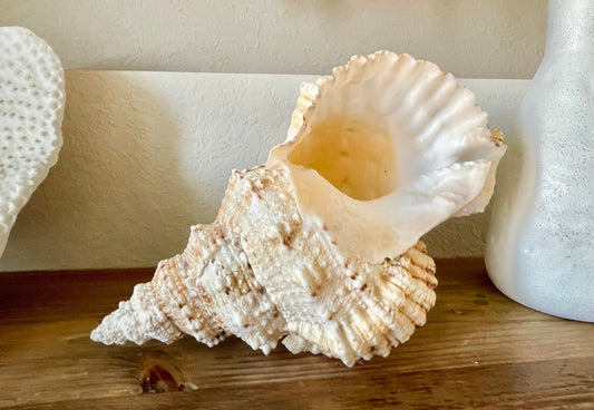 BURSA BUBO FROG Shells: 5-10" *You Choose Size* Natural Brown White Display Conch Seashell