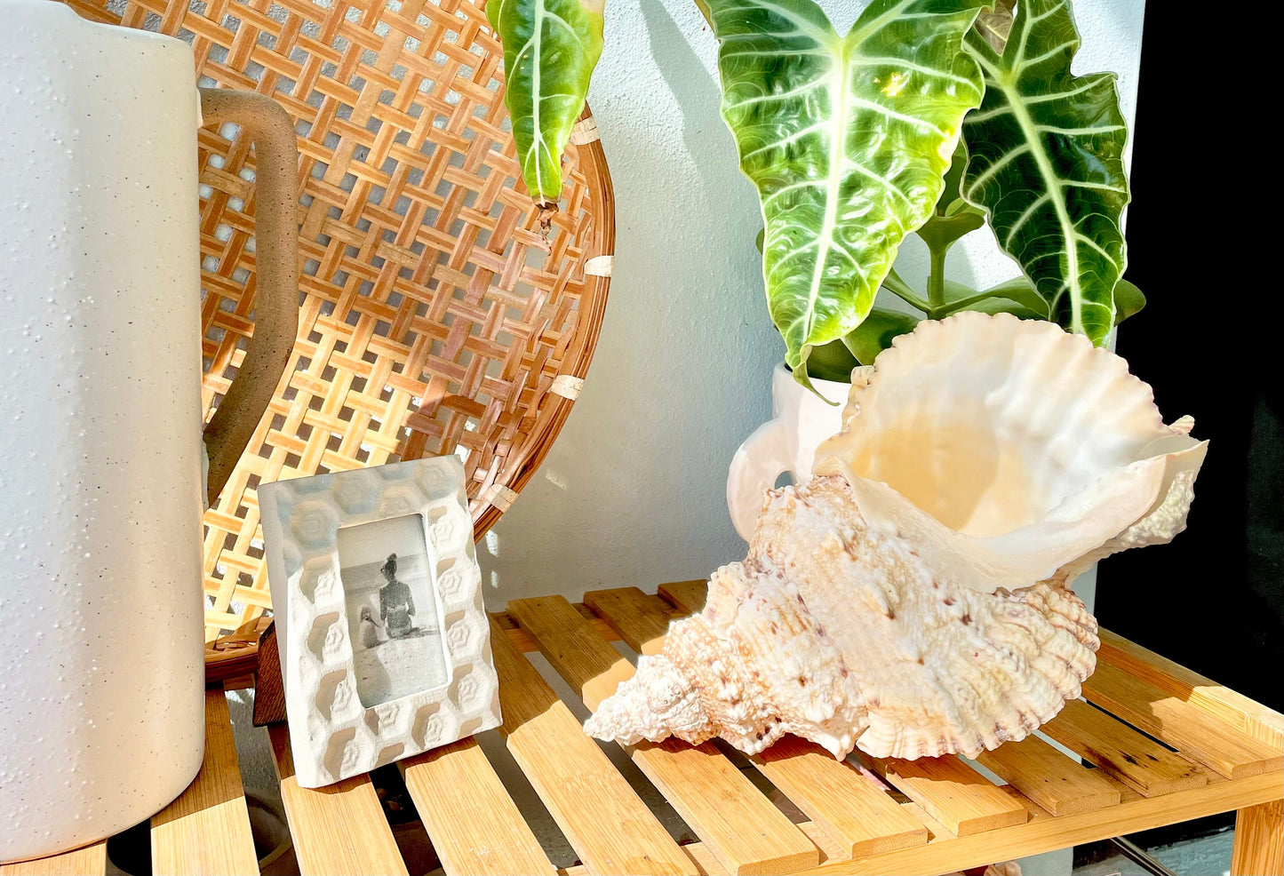 BURSA BUBO FROG Shells: 5-10" *You Choose Size* Natural Brown White Display Conch Seashell