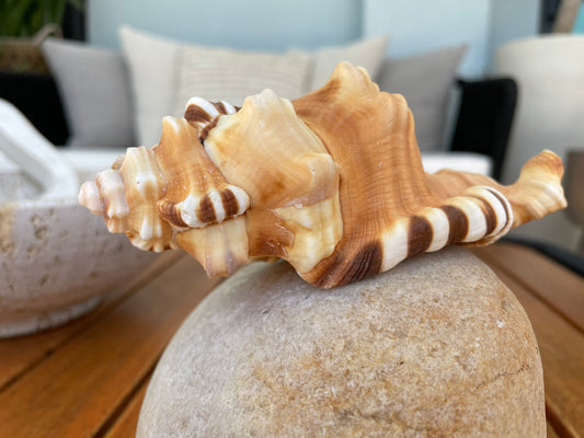 PERRY TRITON SHELL *All Sizes* Natural Orange Brown Display Seashell Coastal Beach Conch
