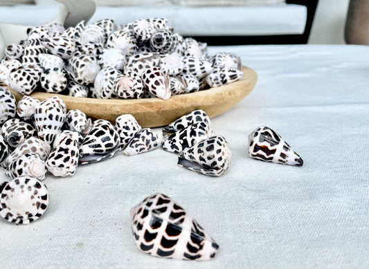 HEBREW CONE Shells *You Choose Quantity* .75-1.25" Natural Black White Spotted Small Craft