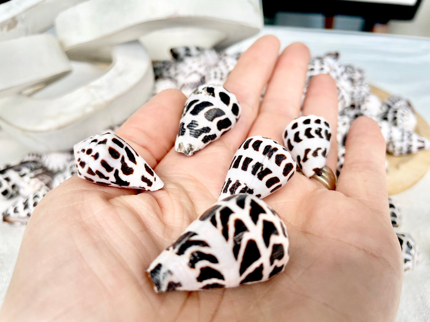 HEBREW CONE Shells *You Choose Quantity* .75-1.25" Natural Black White Spotted Small Craft Seashells Conus Ebraeus Coastal Beach Home Decor
