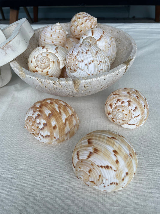 China Tun Shells, 3-3.5" White Golden Brown Display Seashell Tonna Chinensis