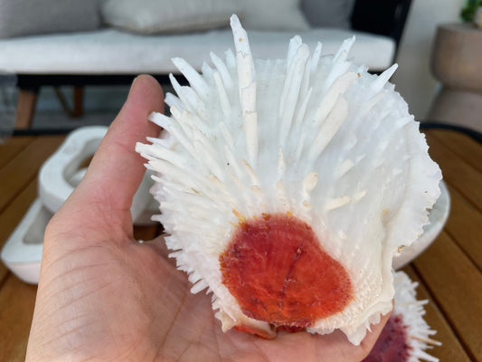 Spondylus Varians OYSTER Shells: 4-7" Tall White Thorny Paired Display Seashells
