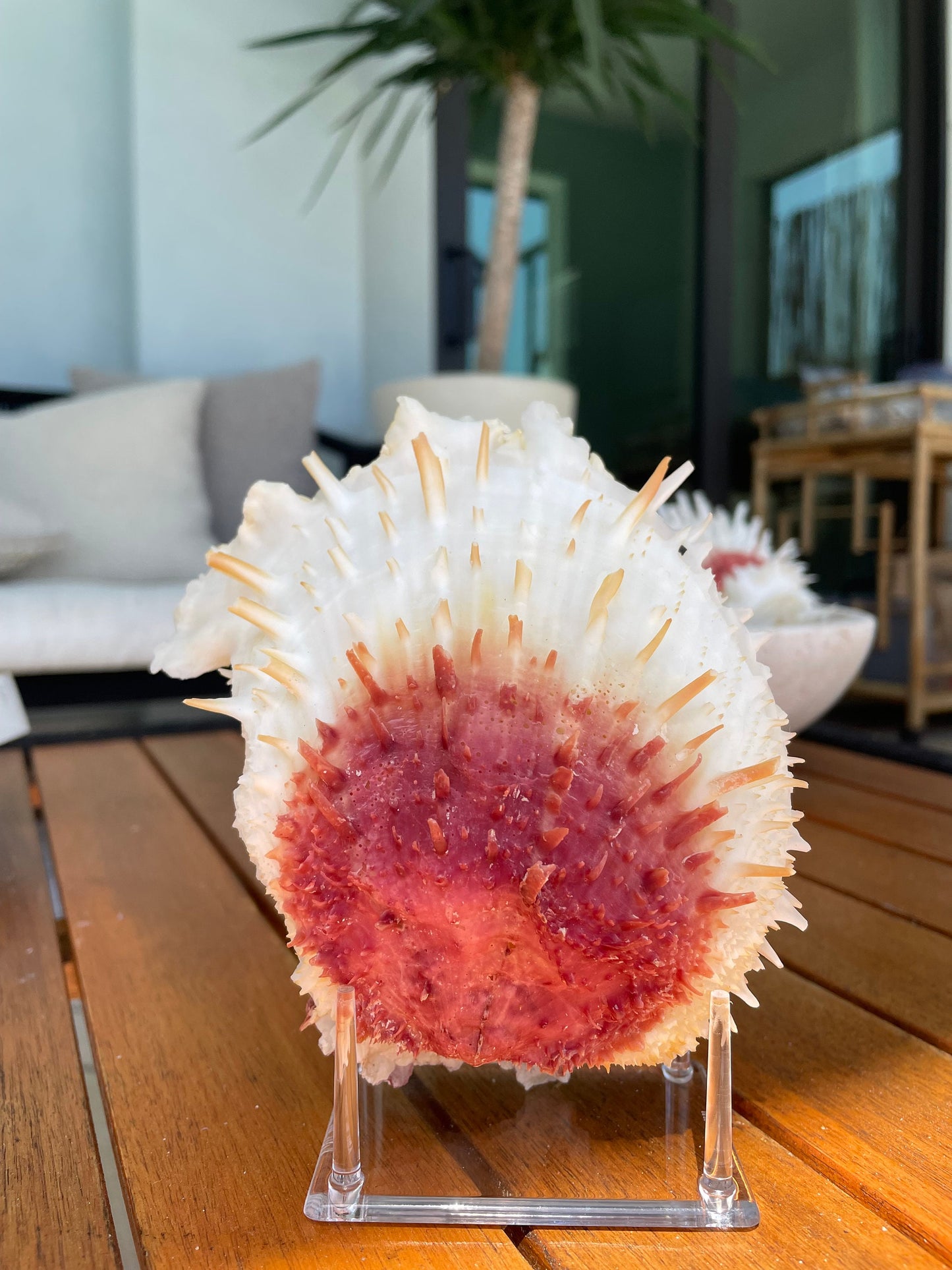 Spondylus Varians OYSTER Shells: 4-7" Tall White Thorny Paired Display Seashells