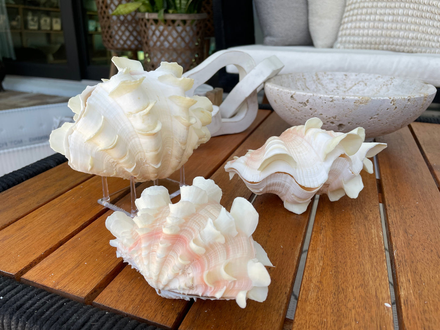 FLUTED CLAM PAIR Shell *All Sizes* Natural White Scaly Squamosa Tridacna Seashell Display Seashell