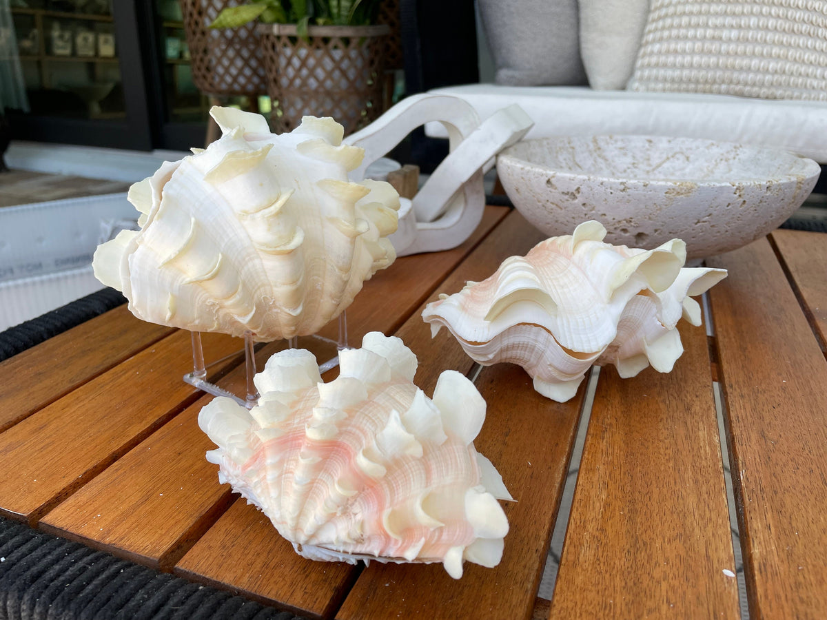 FLUTED CLAM PAIR Shell *All Sizes* Natural White Scaly Squamosa Tridacna Seashell Display Seashell