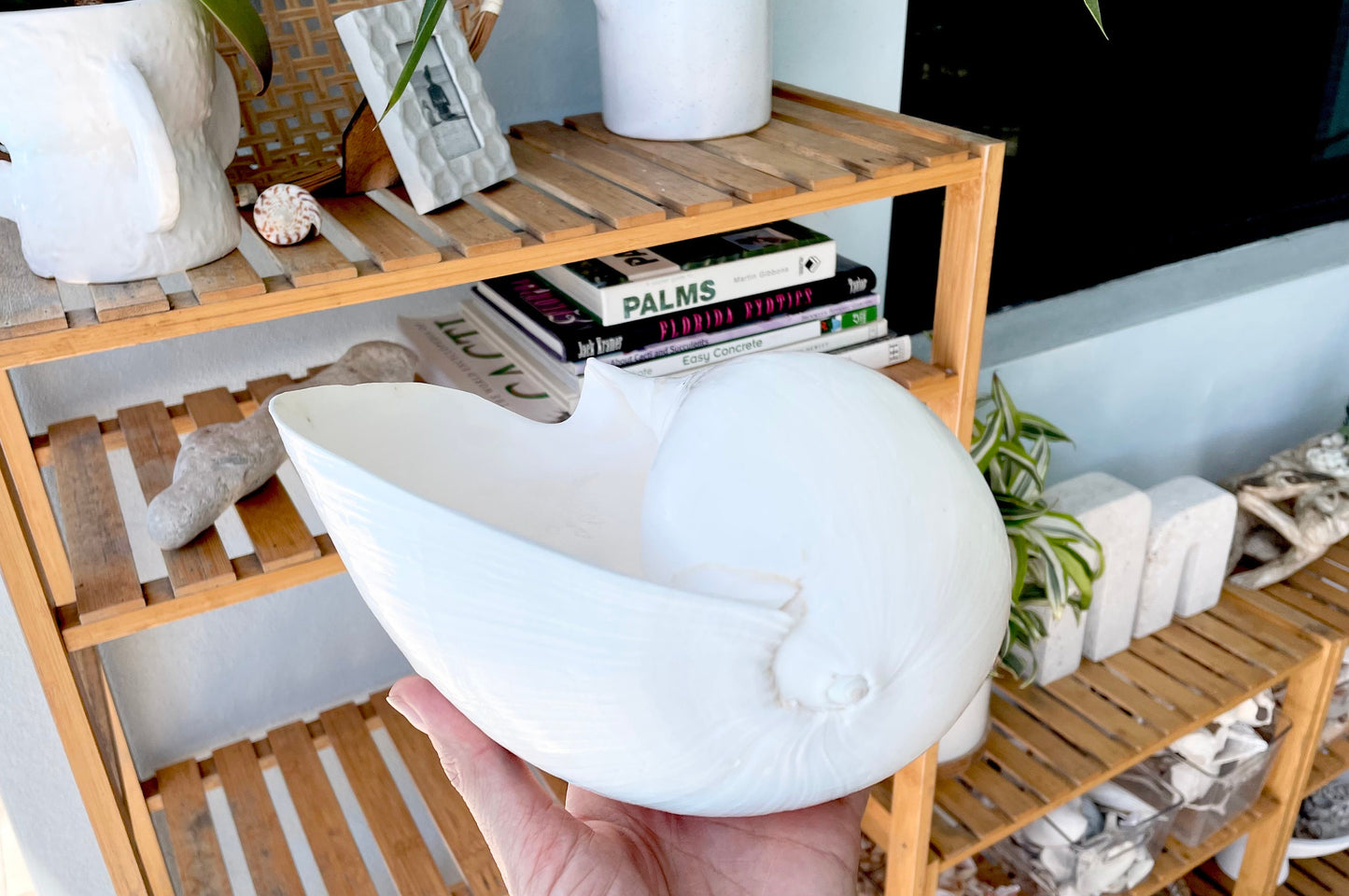 INDIAN VOLUTE MELON Shell Solid White *All Sizes* Large Seashell Coastal Airplant Holder Planter Beach Nautical Décor