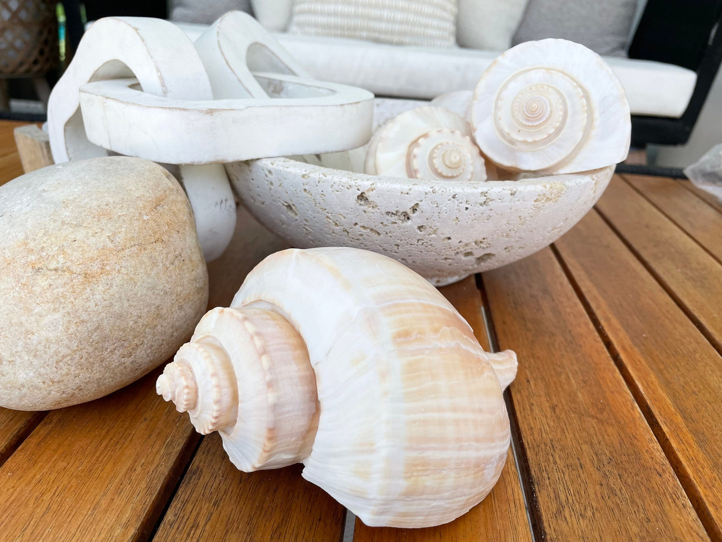 CHANNEL WHELK CONCH Shell 6-7" Long Natural Peach Display Seashell Coastal Beach Home Décor Busycon canaliculatum