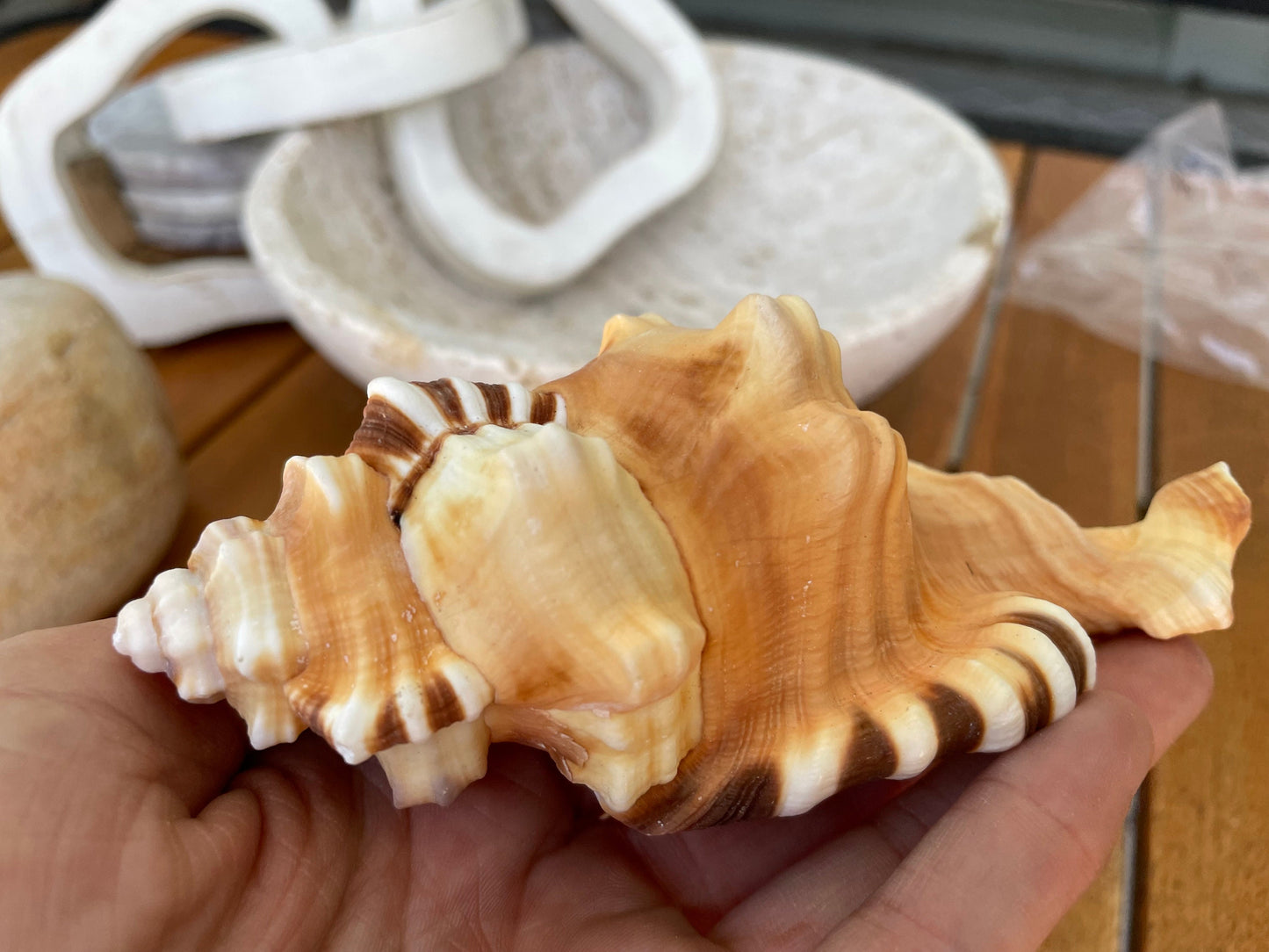 PERRY TRITON SHELL *All Sizes* Natural Orange Brown Display Seashell Coastal Beach Conch