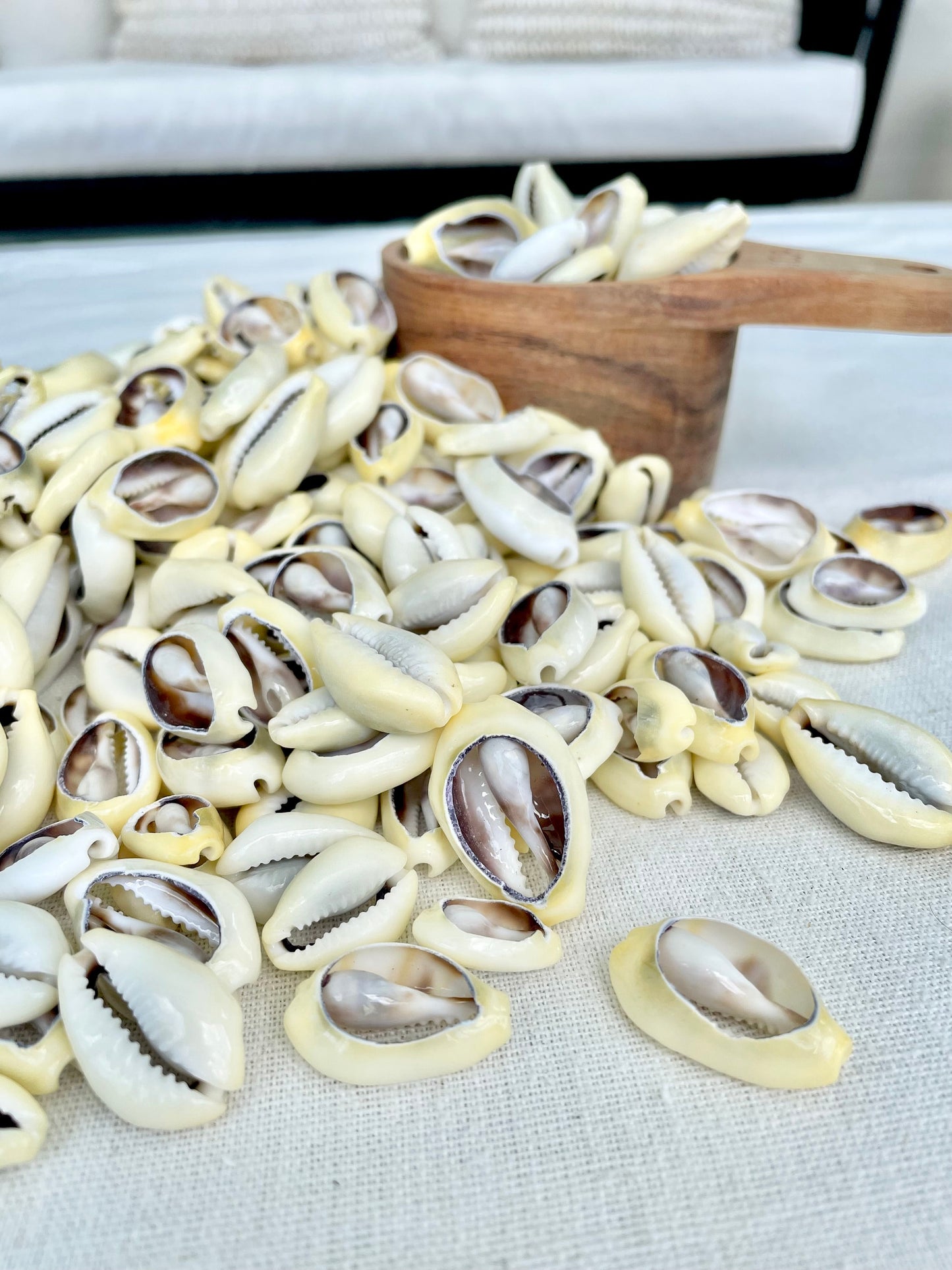 SLICED MONEY COWRY .5-1.25" *You Choose Quantity* Cowries Jewelry Craft Shells