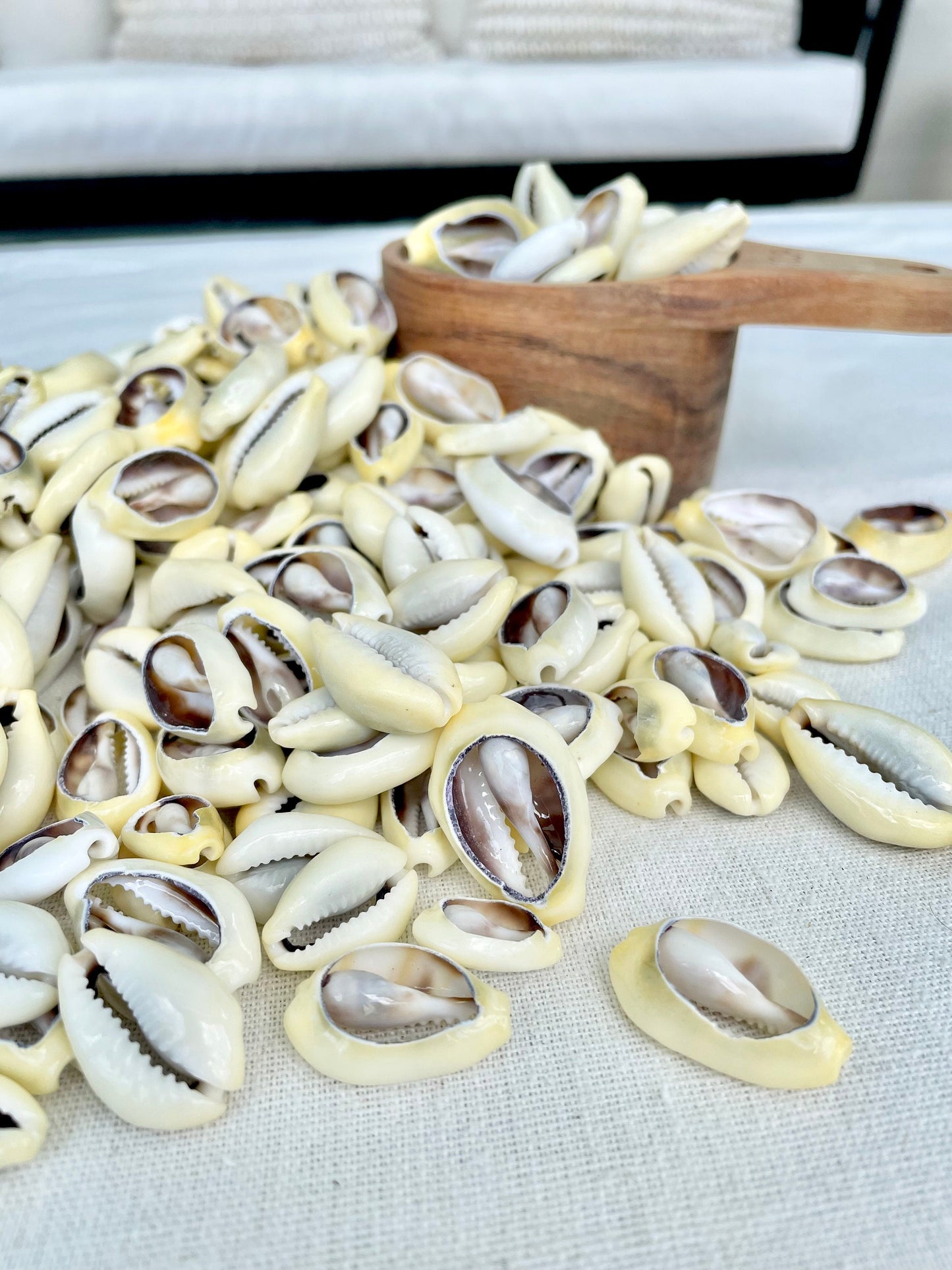 SLICED MONEY COWRY .5-1.25" *You Choose Quantity* Cowries Jewelry Craft Shells